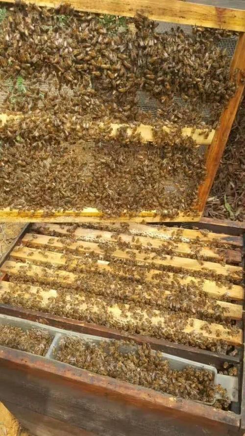 蜂巢蜜就是个噱头深扒蜂产品那些不为人知的事